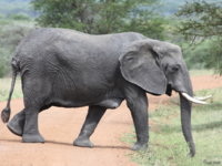 071002145110_mother_elephant_with_breast.jpg