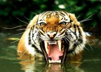 Bengal_Tiger_in_Water_600.jpg