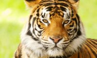 bengal-tiger-why-matter_7341043.jpg