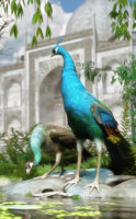 peacocks2b.jpg
