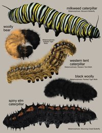 caterpillarsv1.jpg