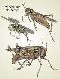 NW_Grasshoppers_Promo1.jpg
