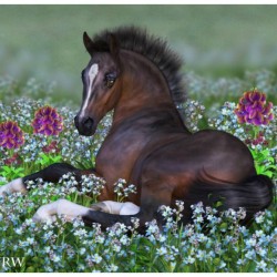 Foal And Flowers By CWRW