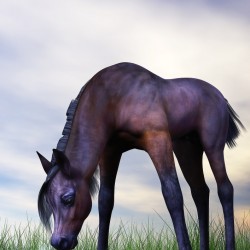 Hivewire Foal
