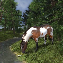 Paint Horse by the Forest Stream