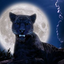 Black Panther Full Moon