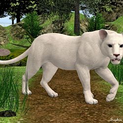 Endangered White Lioness By Fluffykatt
