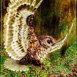 Spotted Owl By Satira Capriccio