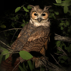 Night Owl by Luannemarie.jpg