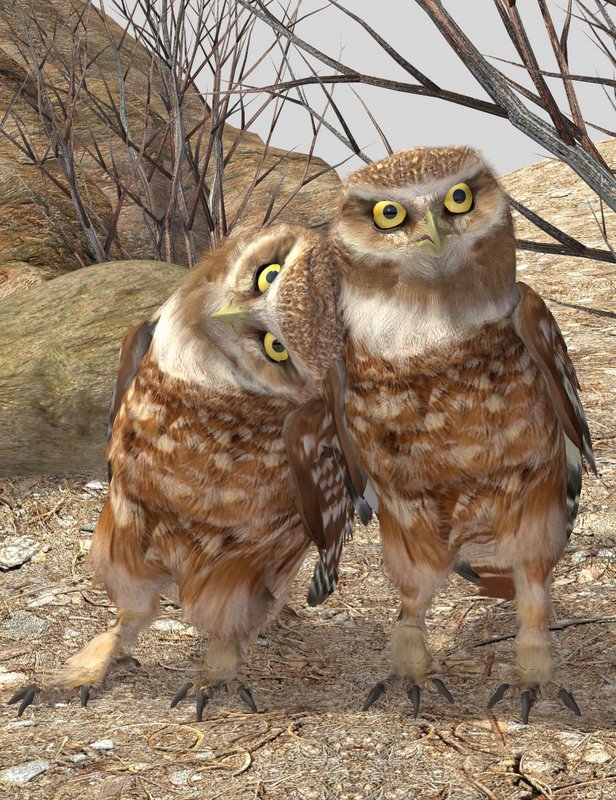 Burrowing Owls By Ken Gilliland