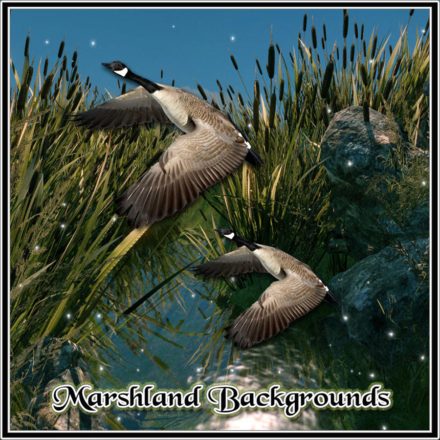 900x900 Marshland Backgrounds prm.jpg