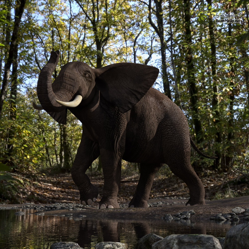 African Elephant - Forest - Bend of the River - 02 - Sig.jpg