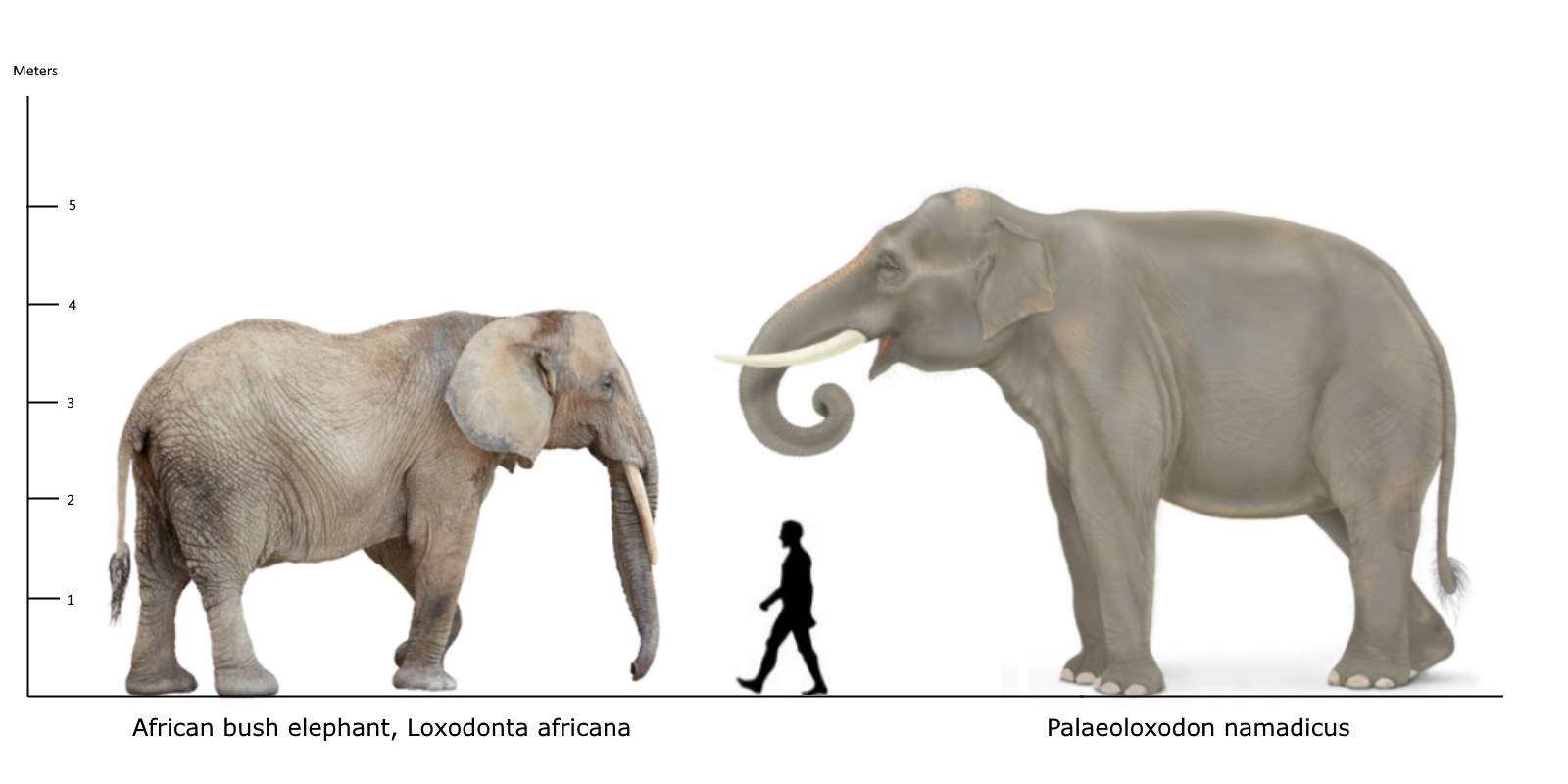 African-Elephant-vs-Palaeoloxodon-namadicus-vs-human-size.jpg