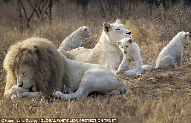african white lions.jpg