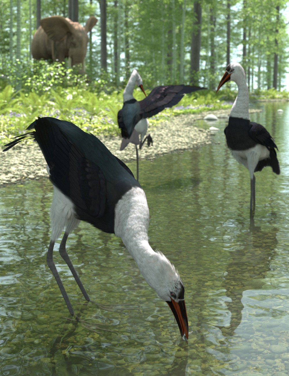 african wooly-necked Stork.jpg