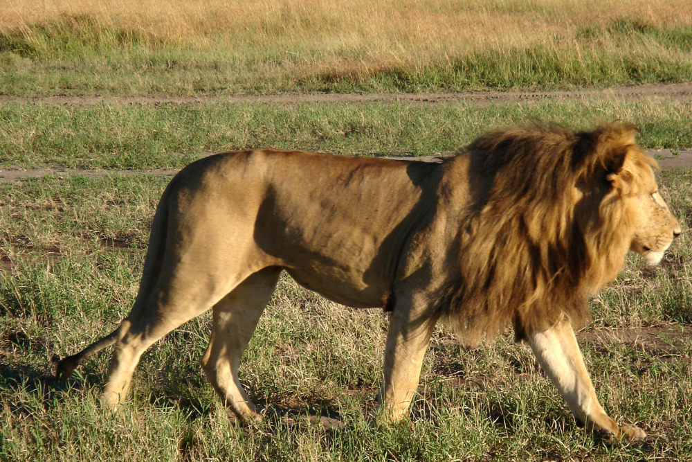 African_Lion_3_small.jpg