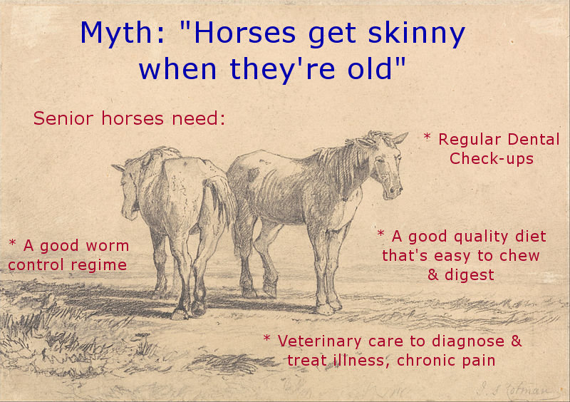 aged-horse-awareness.jpg