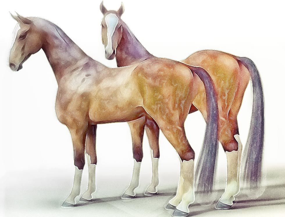 Akhal-Teke-004.jpg