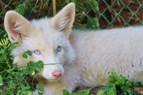 albino fox.jpg
