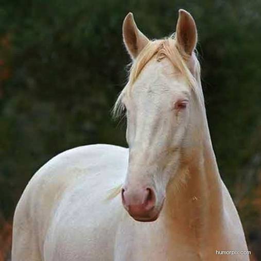 albino horse-d0a7cd91.jpg