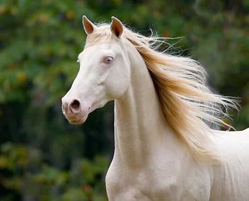 albino horse.jpg