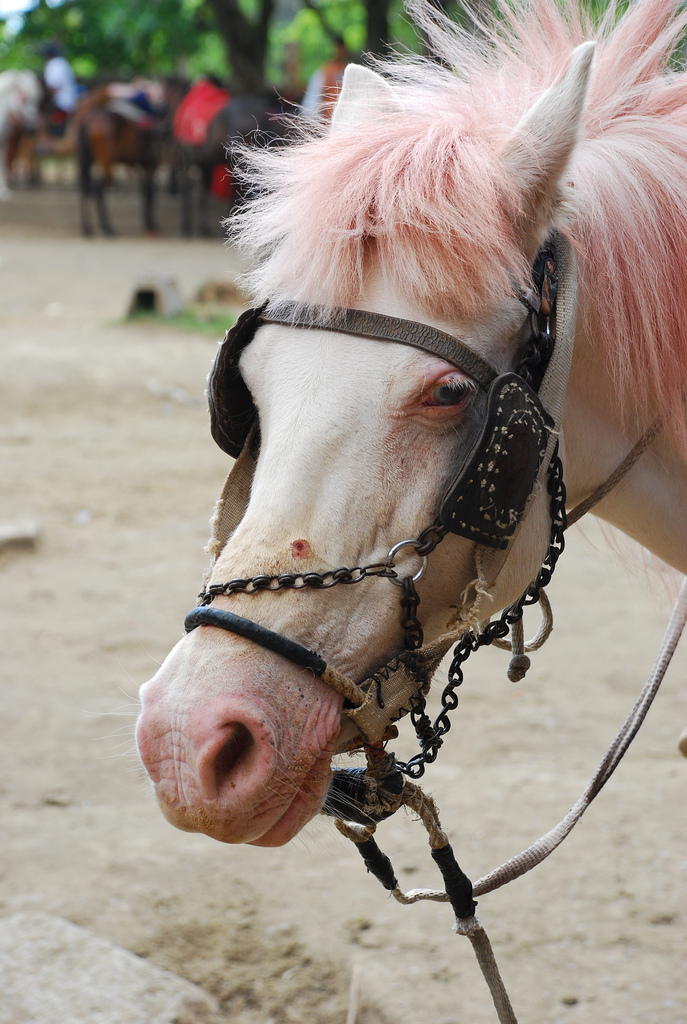 albino horseb124b6_b.jpg