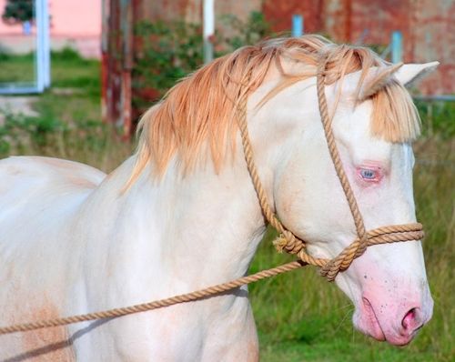 albino horsebc33ac.jpg
