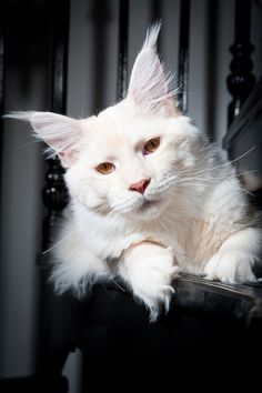 albino linx.jpg