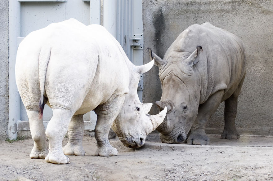 albino rhino.jpg
