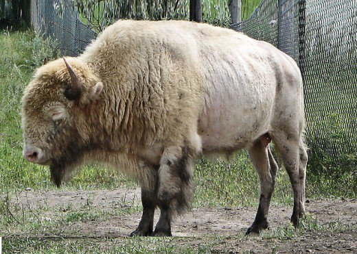 albino_white buffalo.jpg