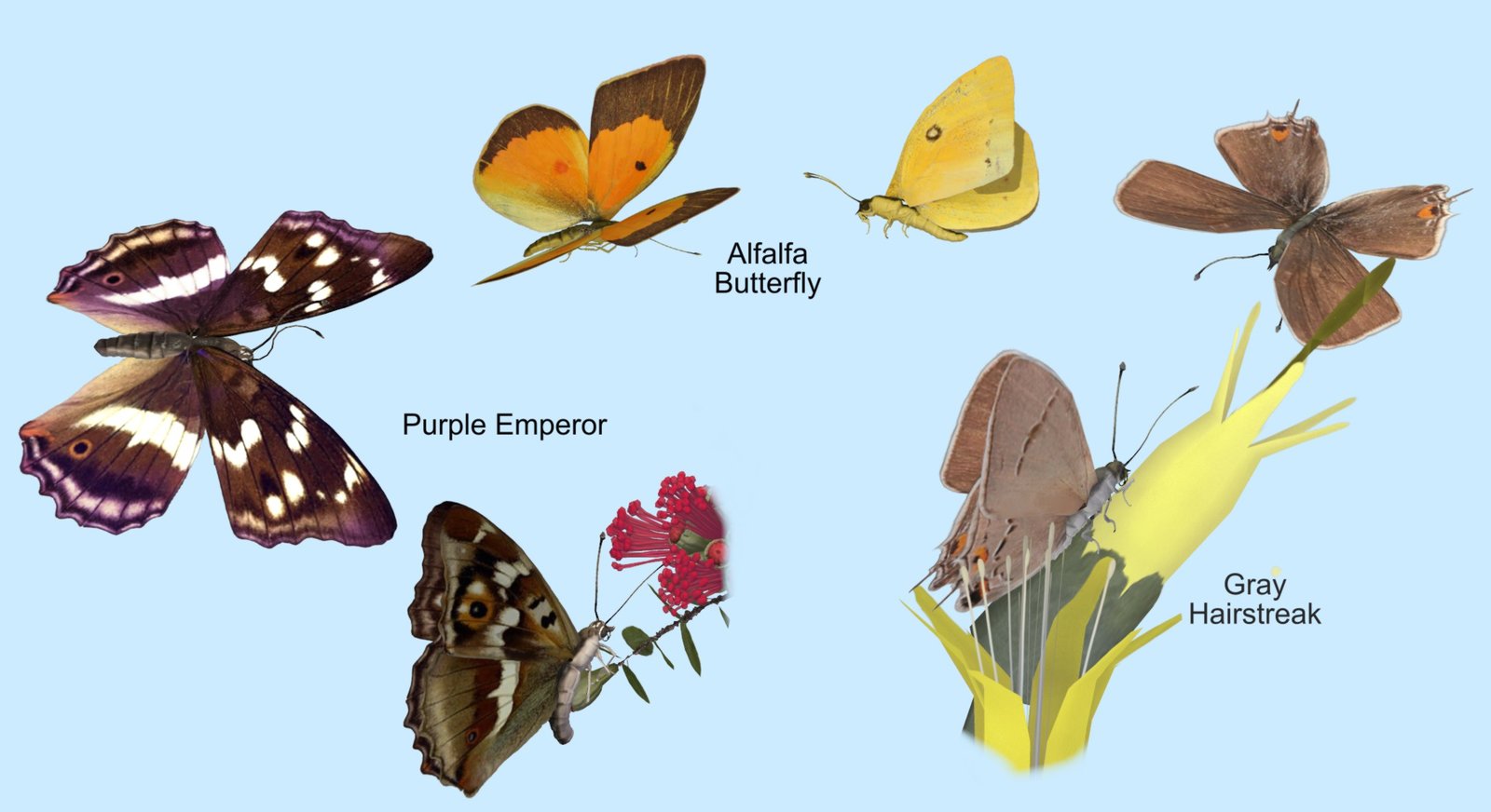 Alfalfa Butterflies2.jpg