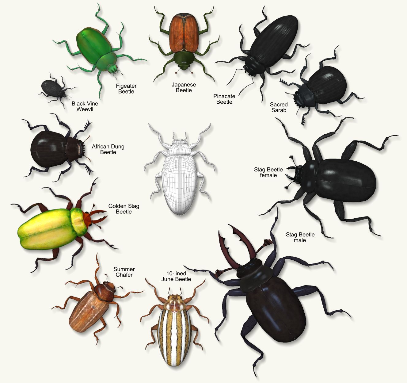 allbeetles.jpg