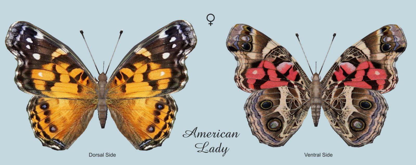 American Lady F D-V.jpg