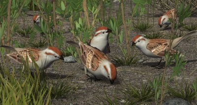 American Tree Sparrow.jpg