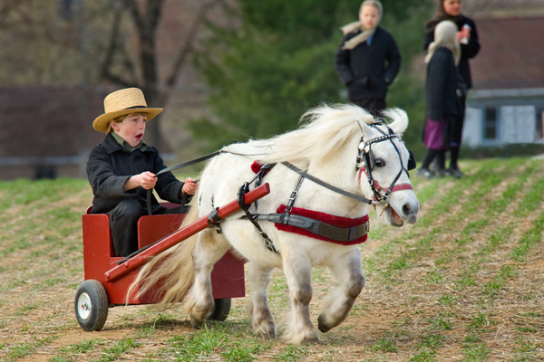 amish-pony-cart4.jpg