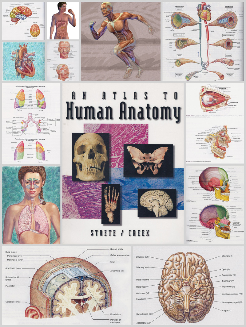 Anatomy02.jpg