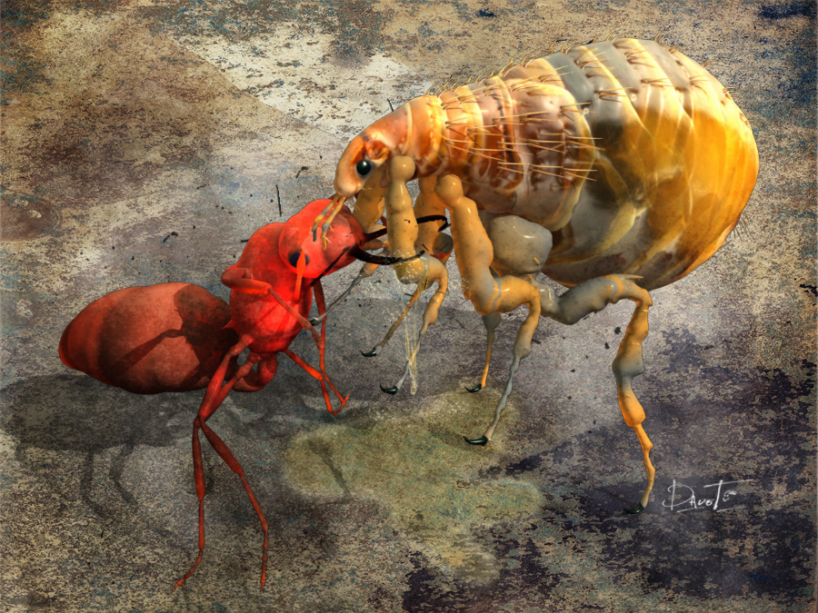 Ant v Flea.jpg
