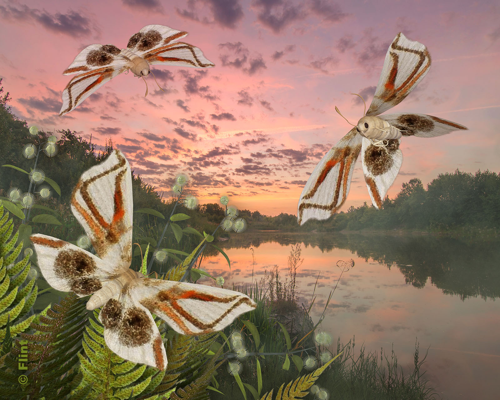 Are Those Spiders In the Sky.jpg