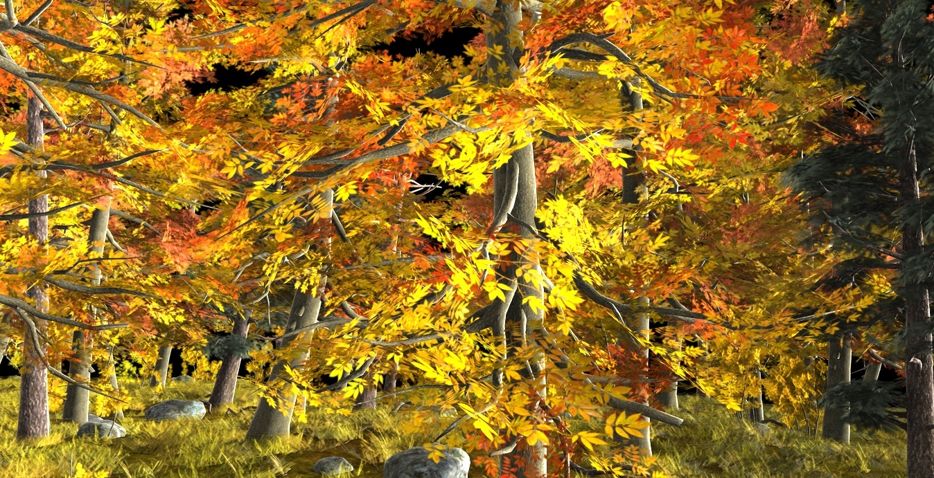 autumn forest.jpg