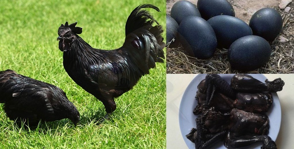 ayam cemani Take-a-Look-at-This-Rare-Breed-of-Chicken-Which-is-Black-Inside-Out new.jpg