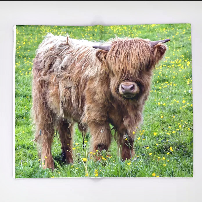 baby-highland-cow1333363-throw-blankets.jpg