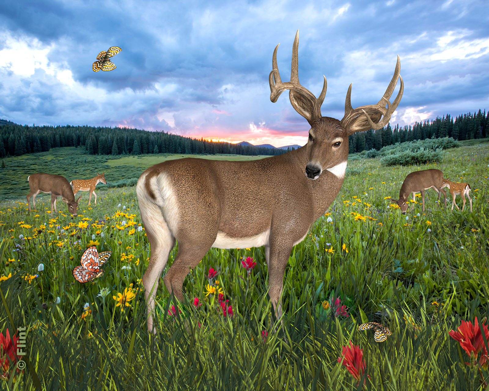 Beauties In the Meadow.jpg