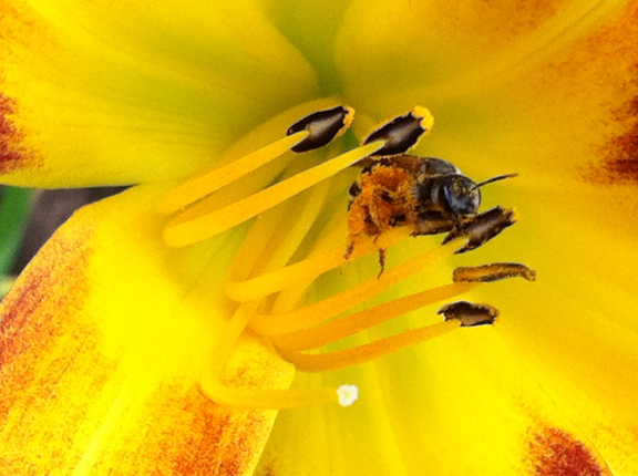 Bee 3.jpg