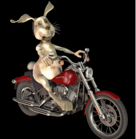 biker-bunny.gif