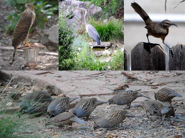 Birds in Ken's Back Yard.jpg