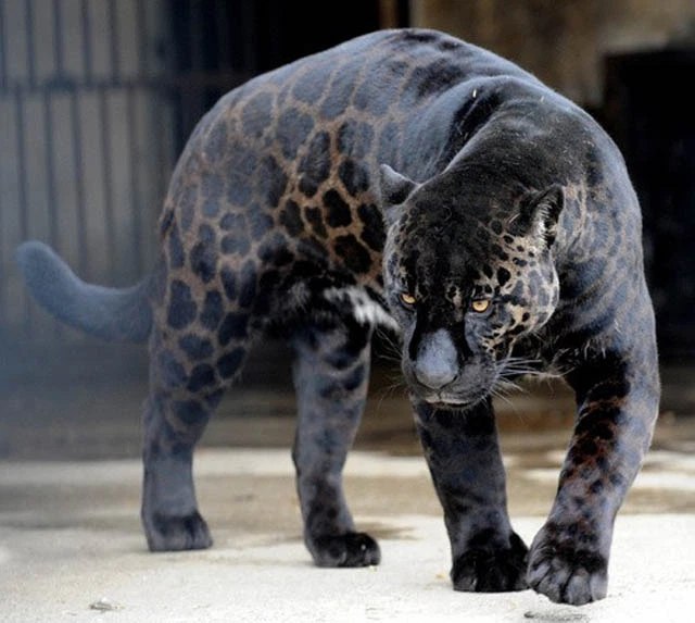black-leopard-panther-jaguar-melanistic-big-cat.jpg