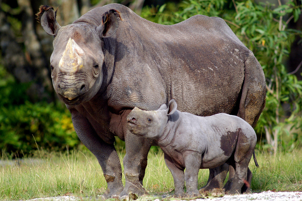 Black-Rhino-Calf-Born-at-Atlanta-Zoo-for-the-First-Time-in-the-Facility-s-History-376761-2_large.jpg