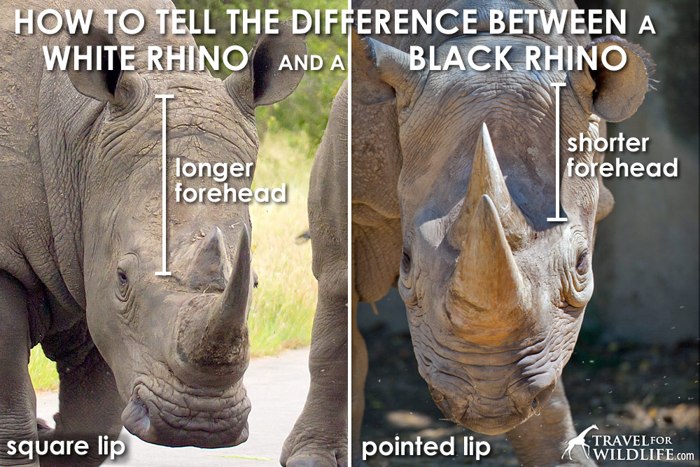 black-rhino-vs-white-rhino-heads1.jpg