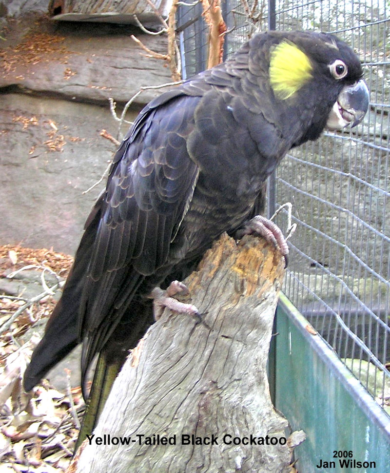 BlackCockatoo-Yellow-tailed1.jpg