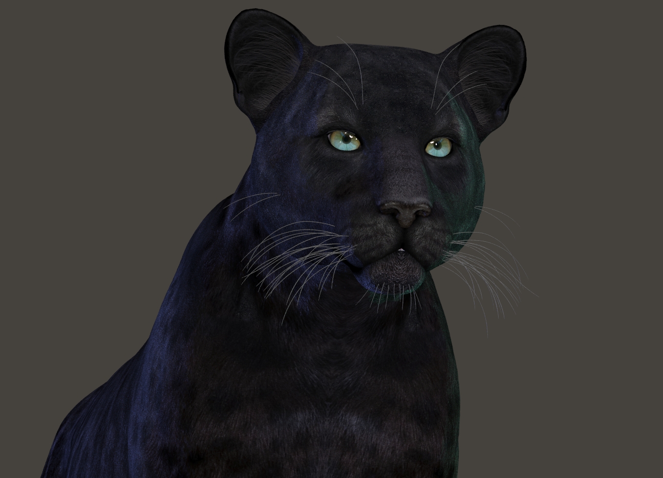 BlackLeopard621e.jpg